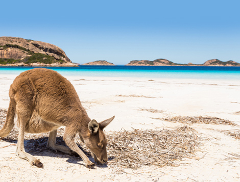 Australia Best Offer