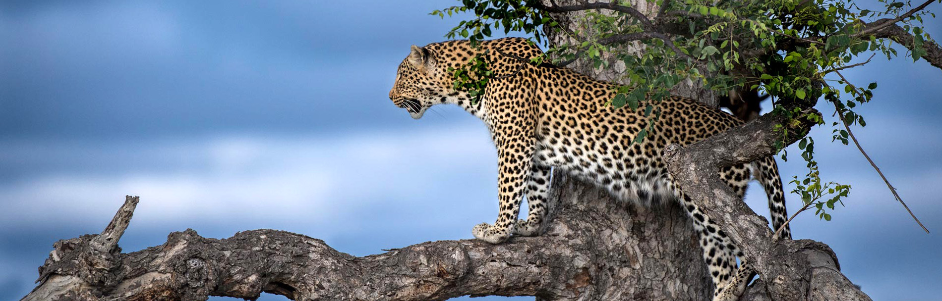 South Africa Tour Packages