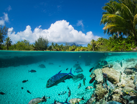 Fiji Island Best Offer